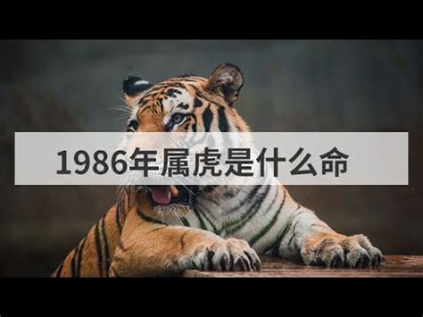 1986年是什麼虎|1986年出生是什麼命？是火虎！